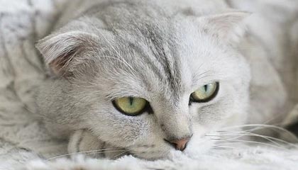 jiuyou.com-伊朗队战胜法国，成功晋级决赛，伊朗vs法国